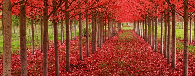 Fall Fitness Workouts for Better Scar Healing