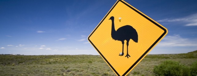 Does Emu Oil Fade Scars?